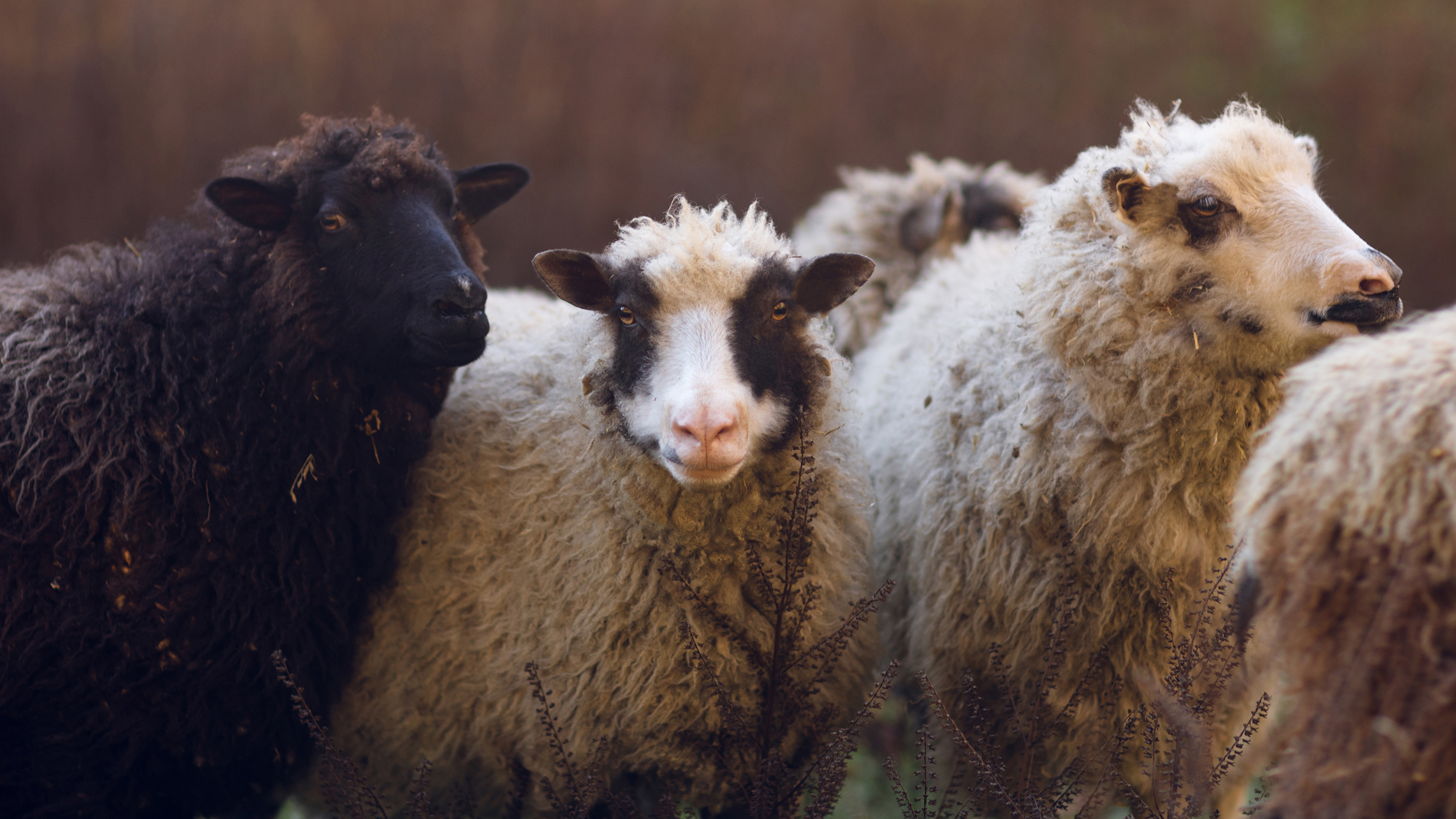 Sight & Sound Theatres: DAVID | Guiding the Flock