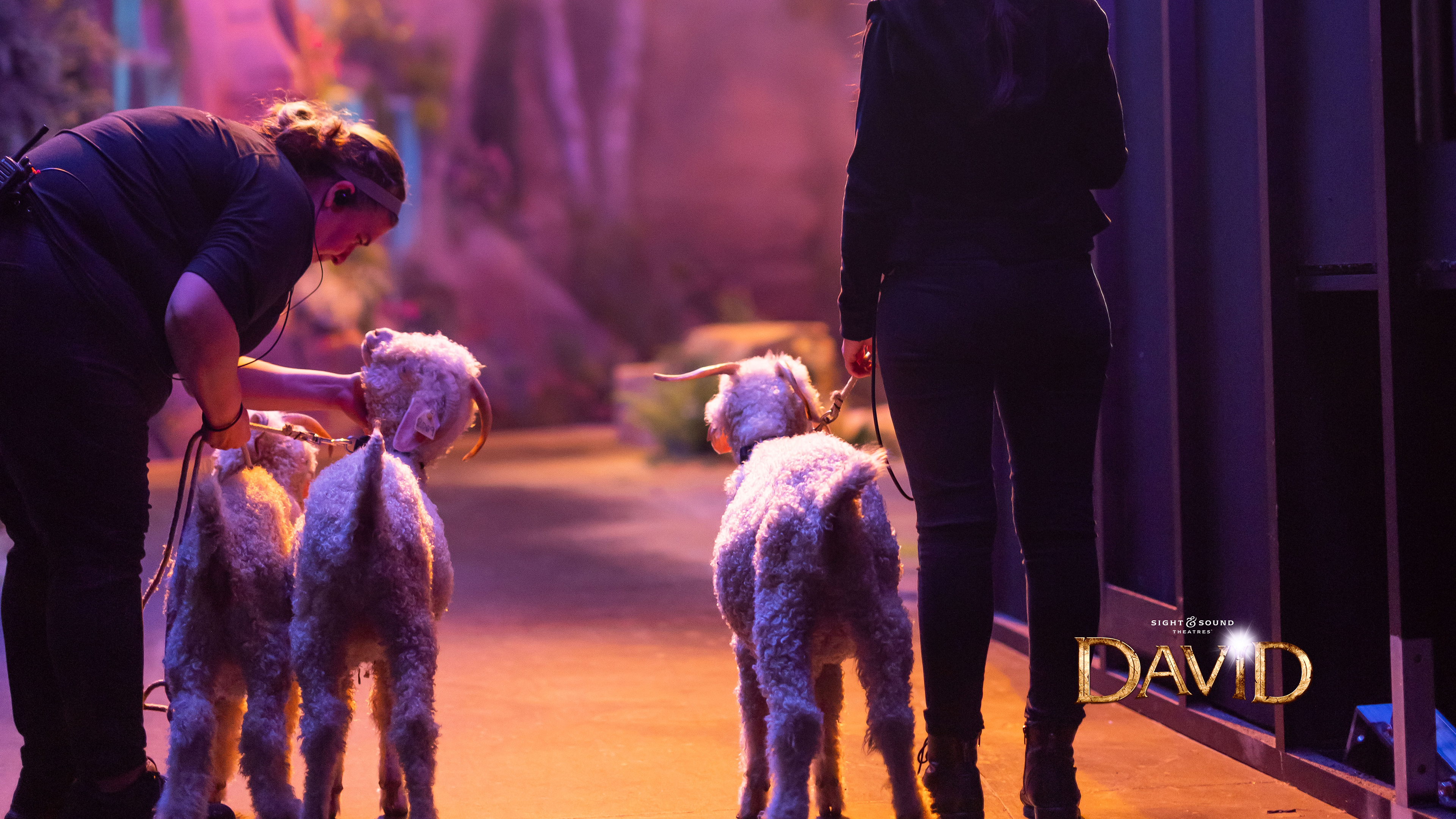 Sight & Sound Theatres: DAVID | Sheep Spotlight